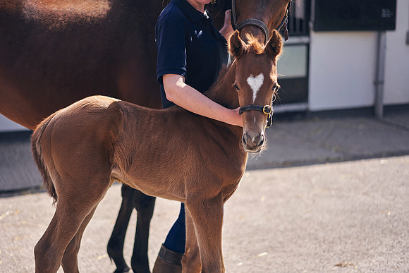 The-National-Stud-Dominic-James_DOM9803