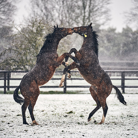 NATIONAL-STUD-27th-FEB-DJ-_DJ94555.ARW-5709