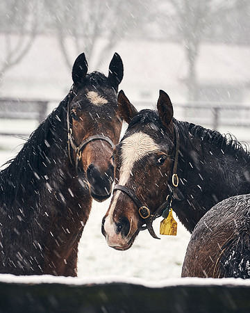 NATIONAL-STUD-27th-FEB-DJ-_DJ94301.ARW-5455
