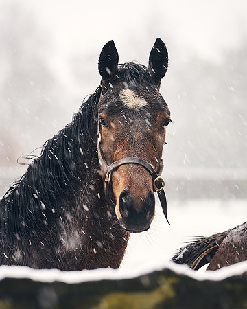 NATIONAL-STUD-27th-FEB-DJ-_DJ94332.ARW-5486
