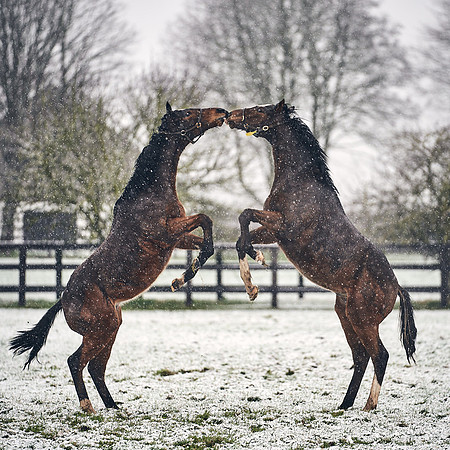 NATIONAL-STUD-27th-FEB-DJ-_DJ94640.ARW-5794