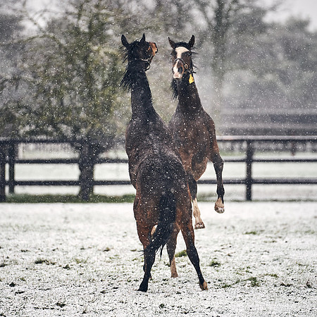 NATIONAL-STUD-27th-FEB-DJ-_DJ94520.ARW-5674