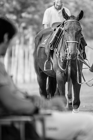 Royal Salute Gold Cup 2012 China Polo Tournament Open