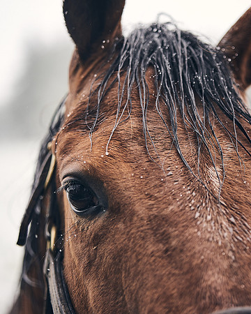 NATIONAL-STUD-27th-FEB-DJ-_DJ94987.ARW-6141