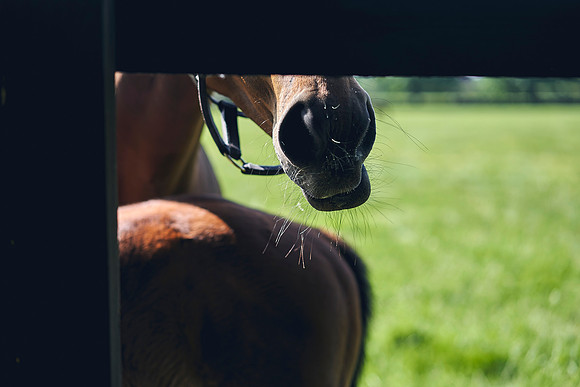The-National-Stud-Dominic-James_DOM9891