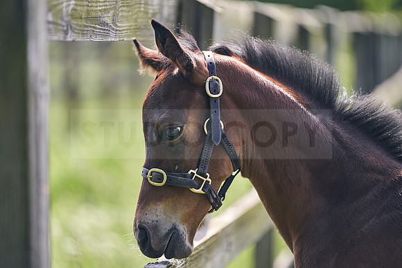 The-National-Stud-Dominic-James_DJ_5050