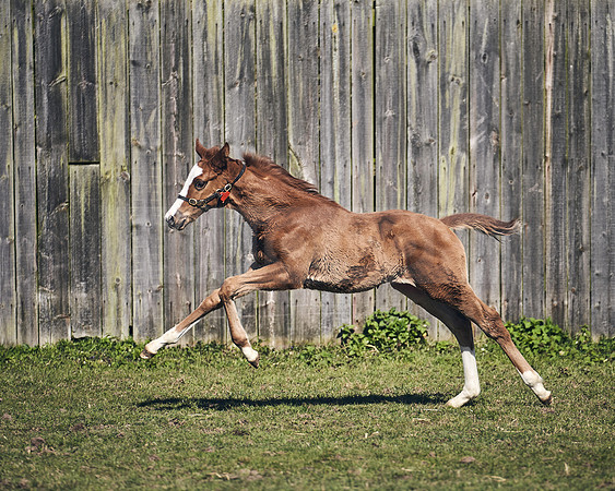 NATS-STUD-FOALS-2020-DJ-1592