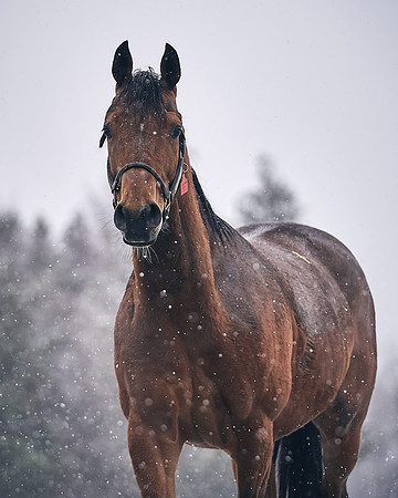 NATIONAL-STUD-27th-FEB-DJ-_DJ94877.ARW-6031