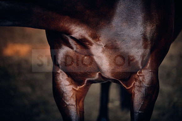 NATIONAL-STUD-TIME-TEST-DJ-_DJ71098