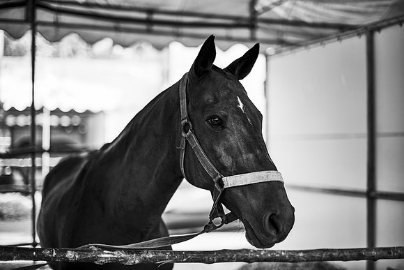 _DSC1298.ARW