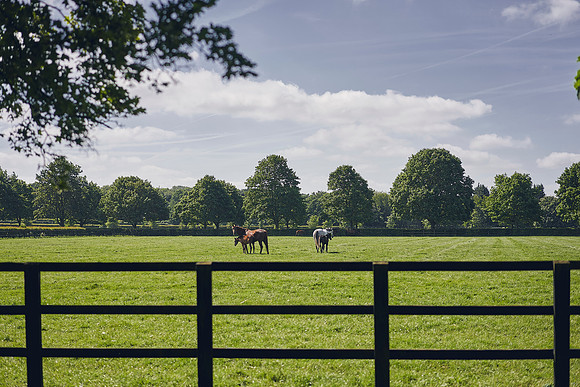 The-National-Stud-Dominic-James_DOM9874