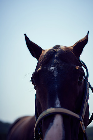 Oyster Cup Polo tournament