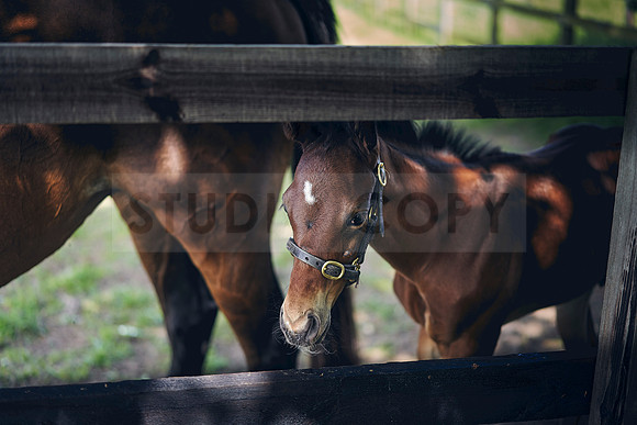 The-National-Stud-Dominic-James_DOM0707