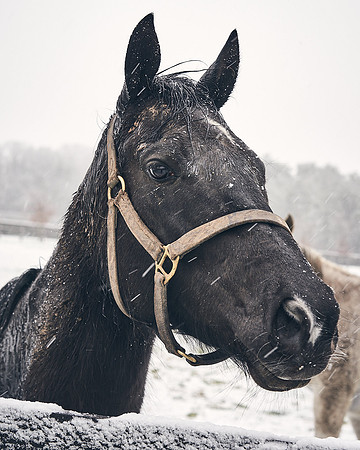 NATIONAL-STUD-27th-FEB-DJ-_DJ94272.ARW-5426