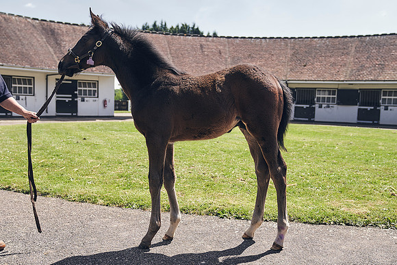 The-National-Stud-Dominic-James_DJ_4489