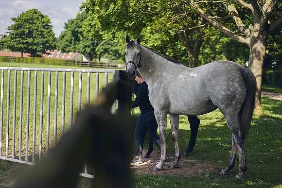 The-National-Stud-Dominic-James_DOM9483