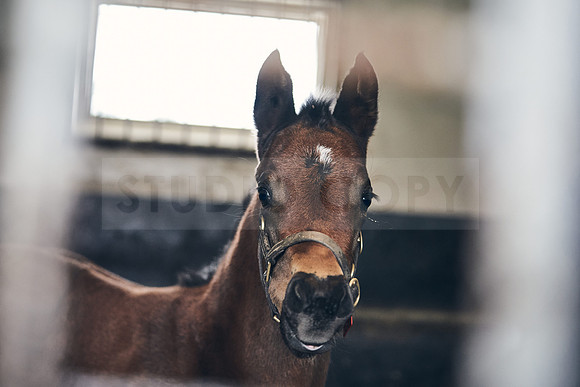 NATIONAL-STUD-27th-FEB-DJ-_DJ95156.ARW-6310