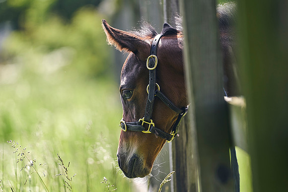 The-National-Stud-Dominic-James_DJ_5028