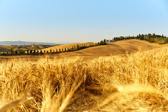 Siena