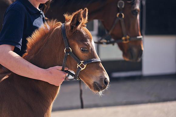 The-National-Stud-Dominic-James_DOM9808