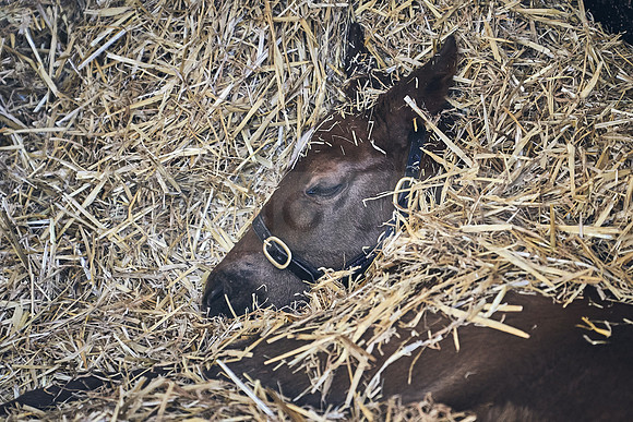 NATS-STUD-FOALS-2020-DJ-0070