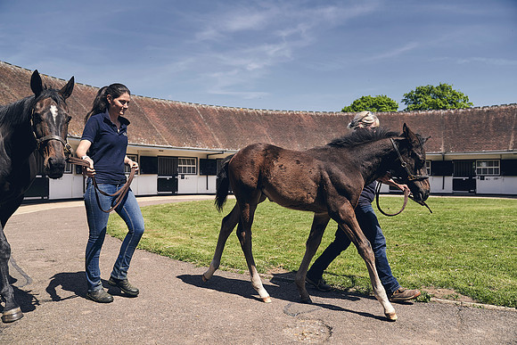 The-National-Stud-Dominic-James_DJ_4390