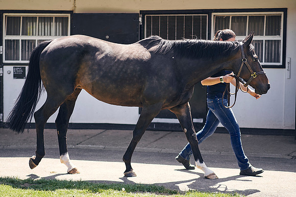 The-National-Stud-Dominic-James_DOM0216