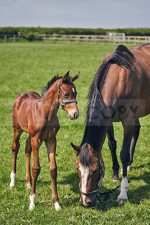 The-National-Stud-Dominic-James_DJ_5161