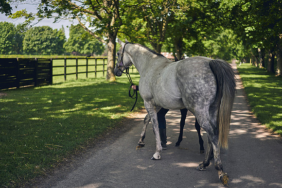 The-National-Stud-Dominic-James_DOM9478