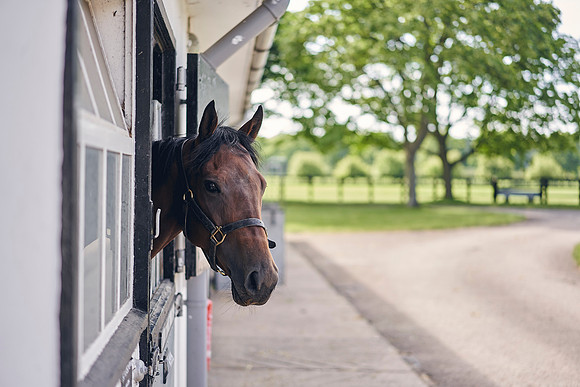The-National-Stud-Dominic-James_DOM9596