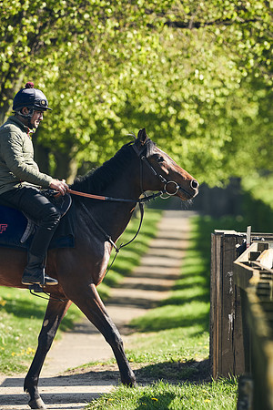NEWMARKET-GALLOPS-22nd-APRIL-DJ-3777