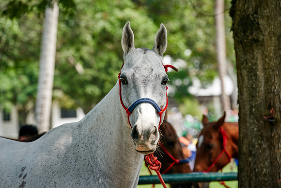 THAI-POLO-OPEN-2019_DJ_9146