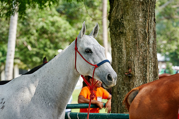 THAI-POLO-OPEN-2019_DJ_9139