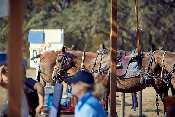 Oyster Cup Polo tournament