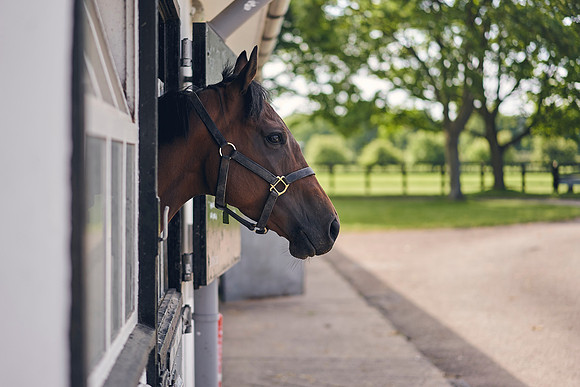 The-National-Stud-Dominic-James_DOM9592