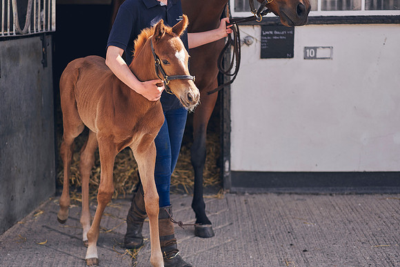 The-National-Stud-Dominic-James_DOM9794