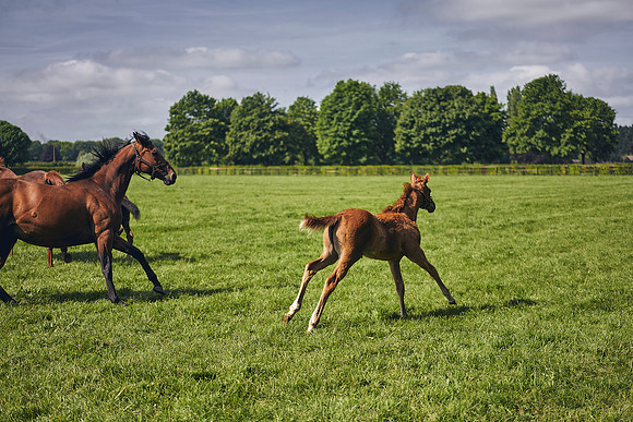 The-National-Stud-Dominic-James_DOM9562
