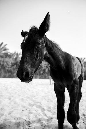 AQ1Y4971.CR2