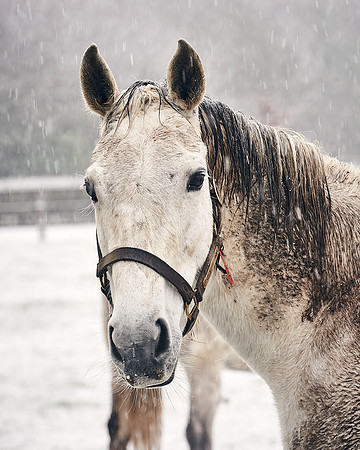 NATIONAL-STUD-27th-FEB-DJ-_DJ94277.ARW-5431