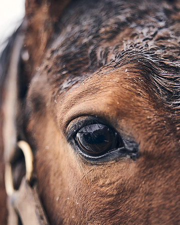 NATIONAL-STUD-27th-FEB-DJ-_DJ94983.ARW-6137