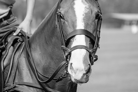 Royal Salute Gold Cup 2012 China Polo Tournament Open