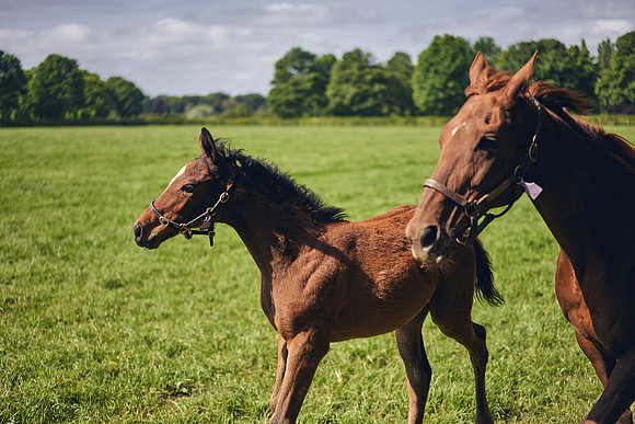 The-National-Stud-Dominic-James_DOM9571