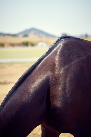 Oyster Cup Polo tournament