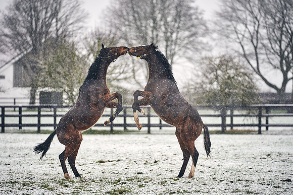 NATIONAL-STUD-27th-FEB-DJ-_DJ94640.ARW-5794
