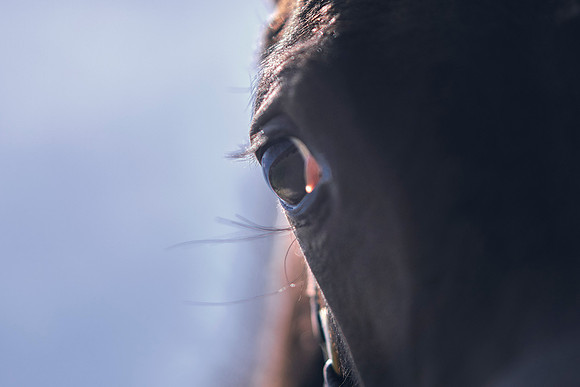 The-National-Stud-Dominic-James_DOM0462
