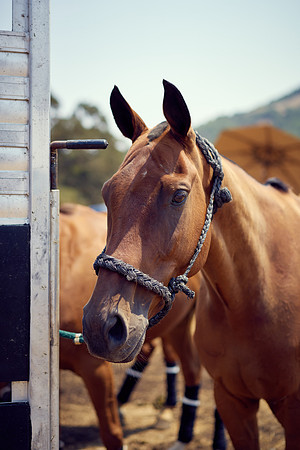Oyster Cup Polo tournament