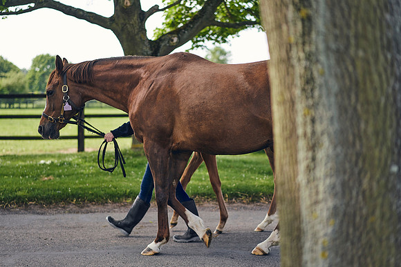 The-National-Stud-Dominic-James_DOM9632
