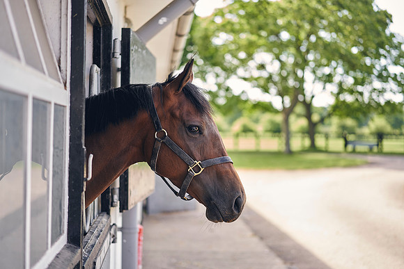The-National-Stud-Dominic-James_DOM9599