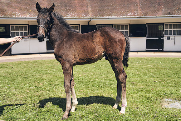 The-National-Stud-Dominic-James_DJ_4338