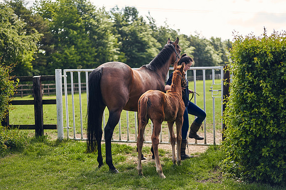 The-National-Stud-Dominic-James_DOM9700